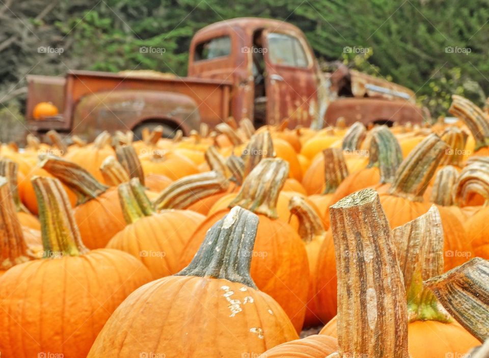 Abundance of pumpkin's and an old car outdoors