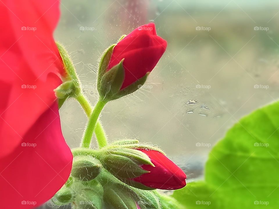 red flowers