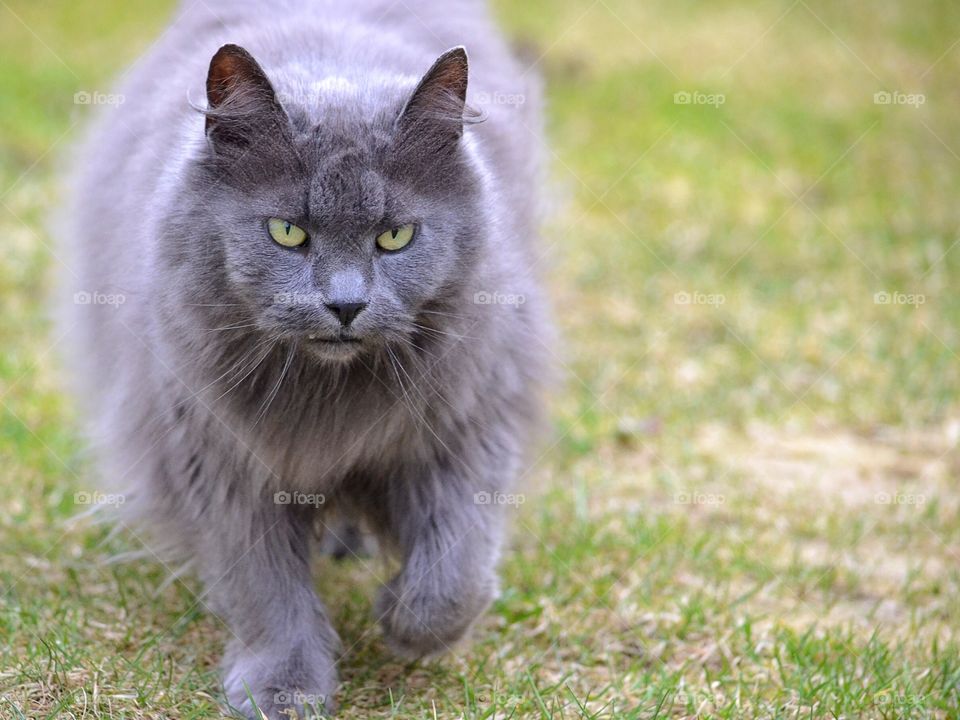 Portrait of cat walking on grass