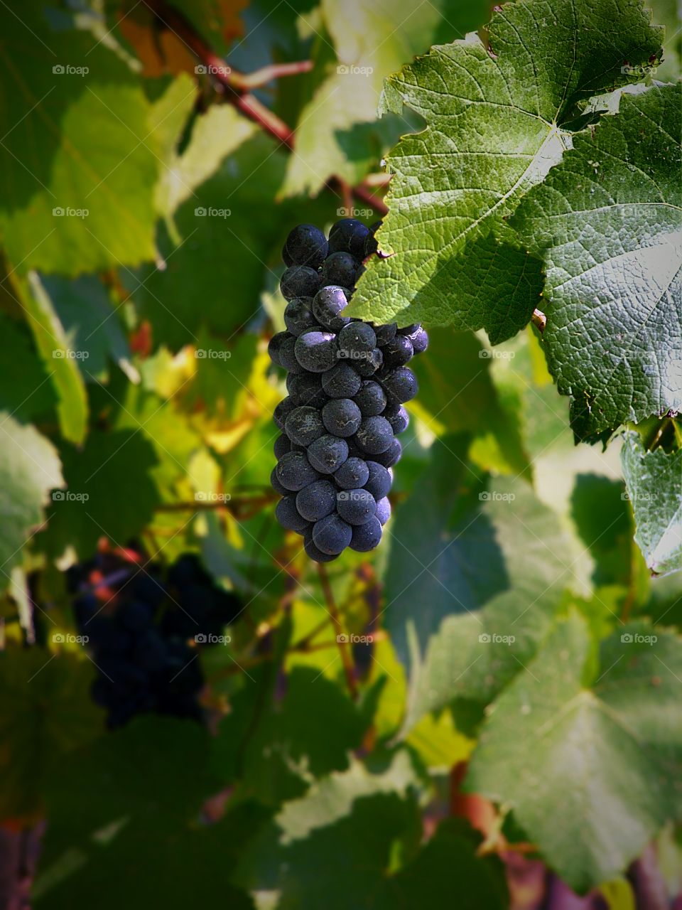 wine grape