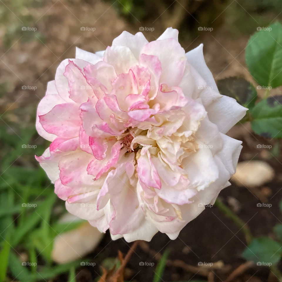 🌹 🇺🇸 Very beautiful flowers to brighten our day.  Live nature and its beauty. Did you like the delicate petals? / 🇧🇷 Flores muito bonitas para alegrar nosso dia. Viva a natureza e sua beleza. Gostaram das pétalas delicadas? 