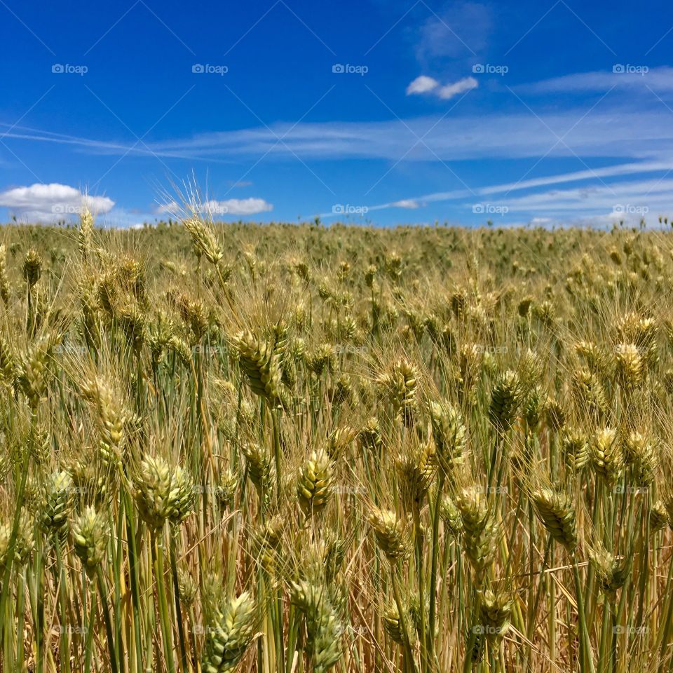 Barley Fields 