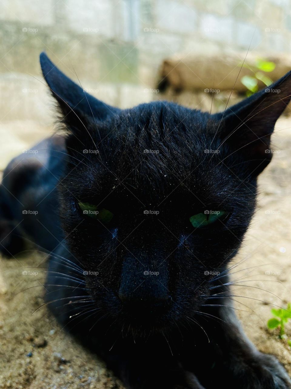 Black color cat