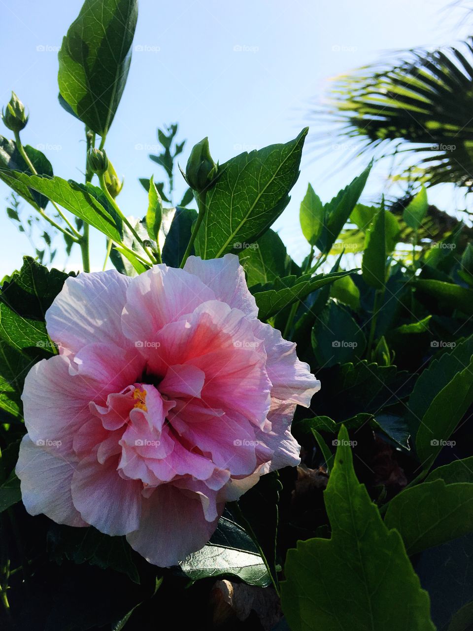 Pink hibiscus blooming among green leaves in the tropics.