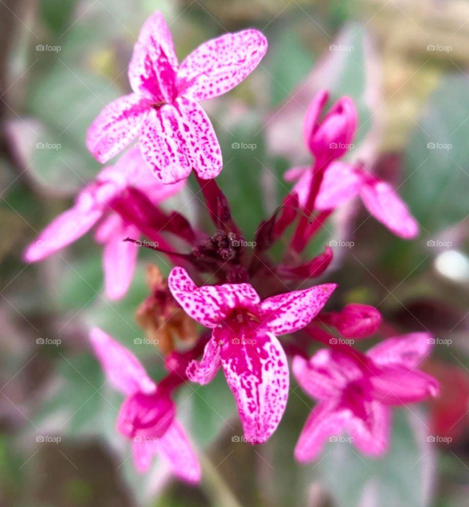 Pink beautiful Flowers close View