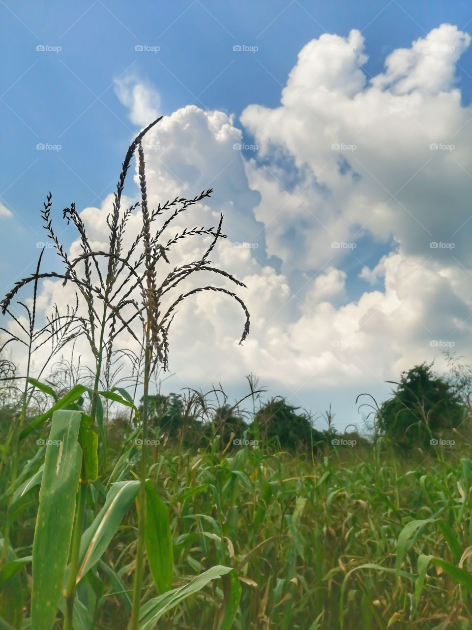 Green corn field and beautiful cloudy background at  state Himachal  Pradesh in India.