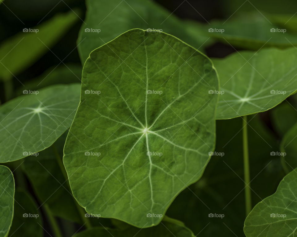 Nasturtium leaves