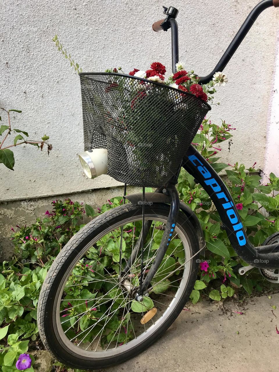 Black bicycle with a black basket of brand Capriolo 