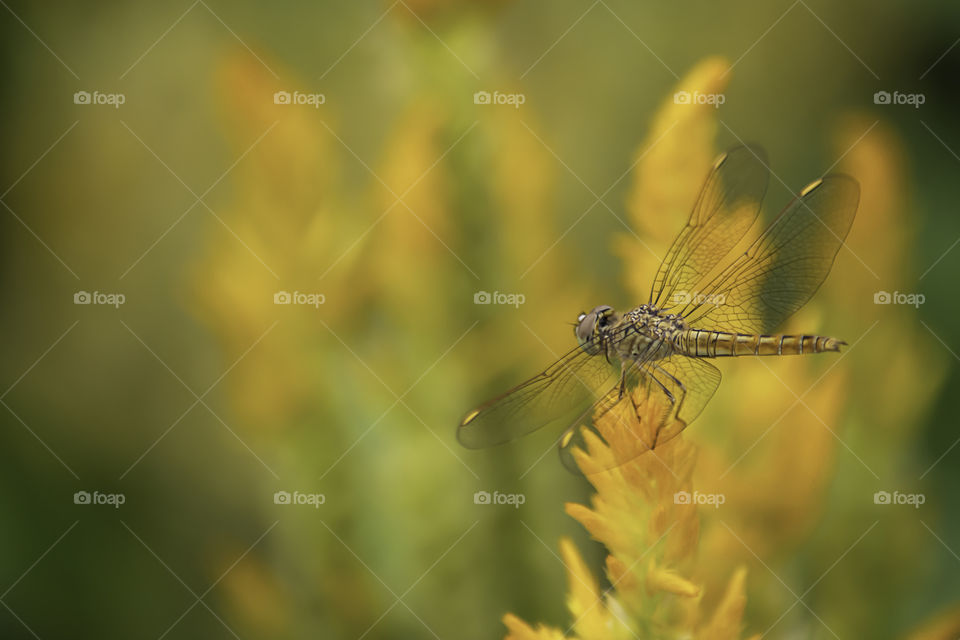 The dragonfly on Celosia argentea L. cv. Plumosa flower in garden