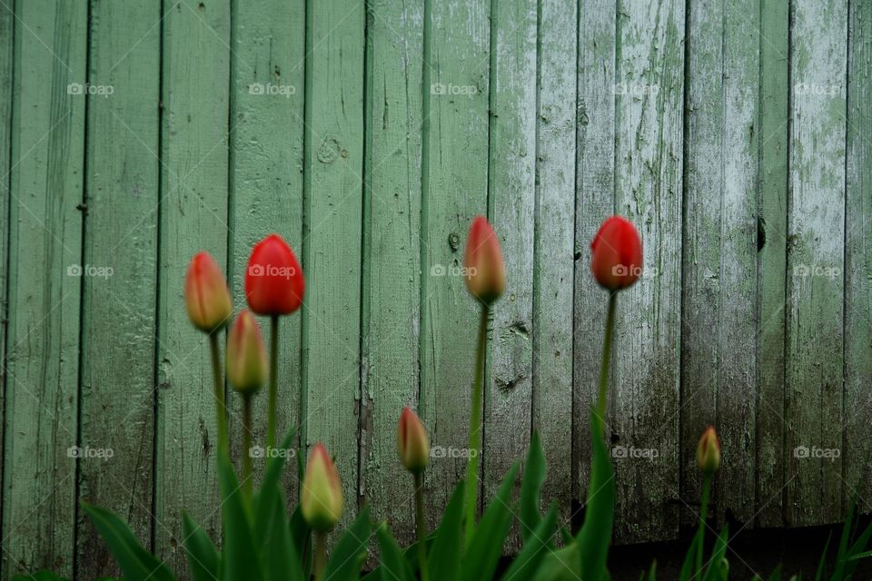 Tulips in the garden. Tulips in my mother garden