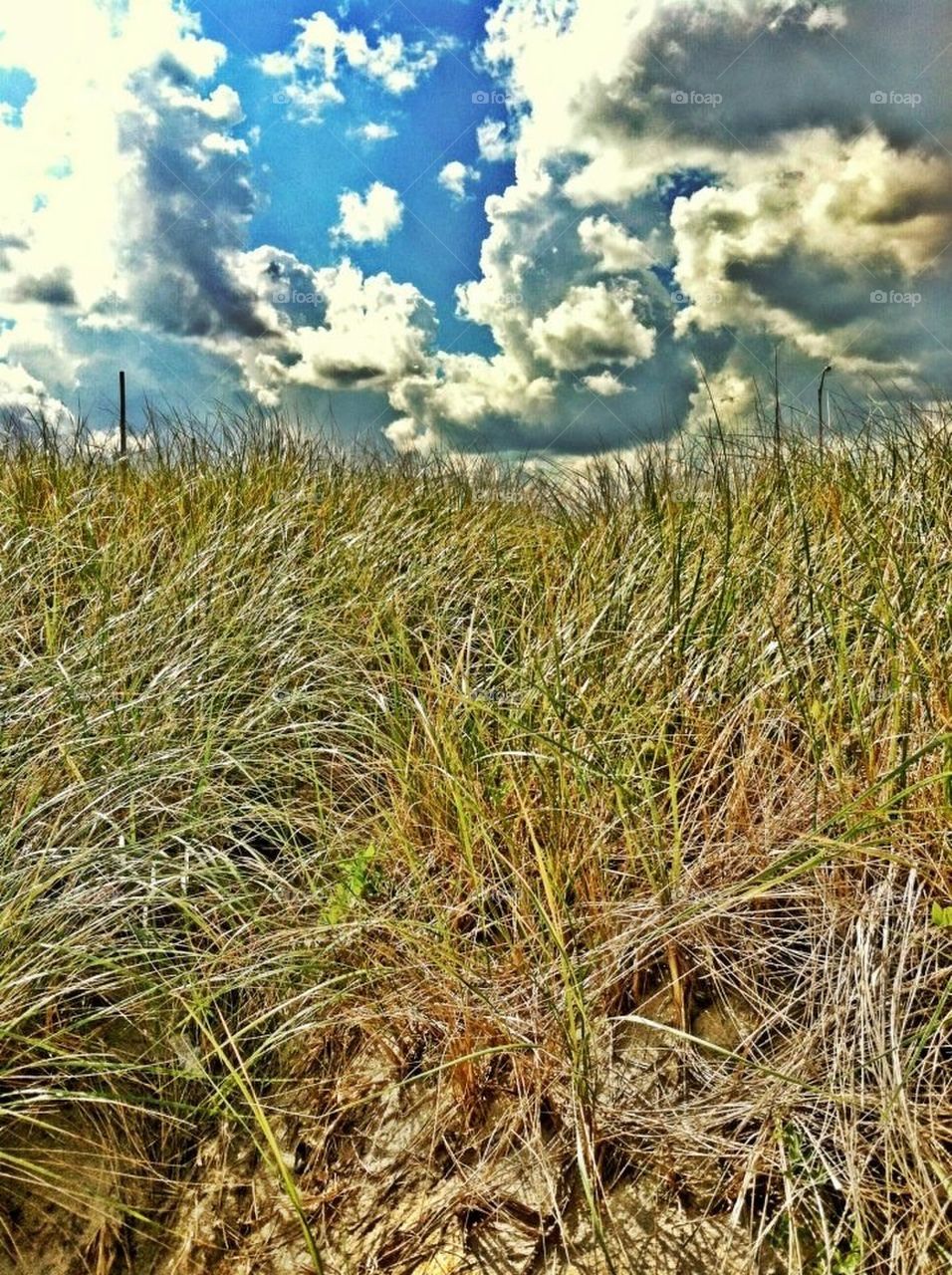 Beach grass