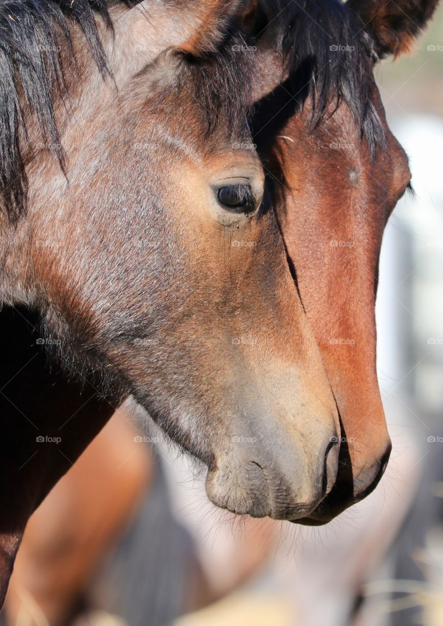 Pair of wild mustang colts closeup headshots 