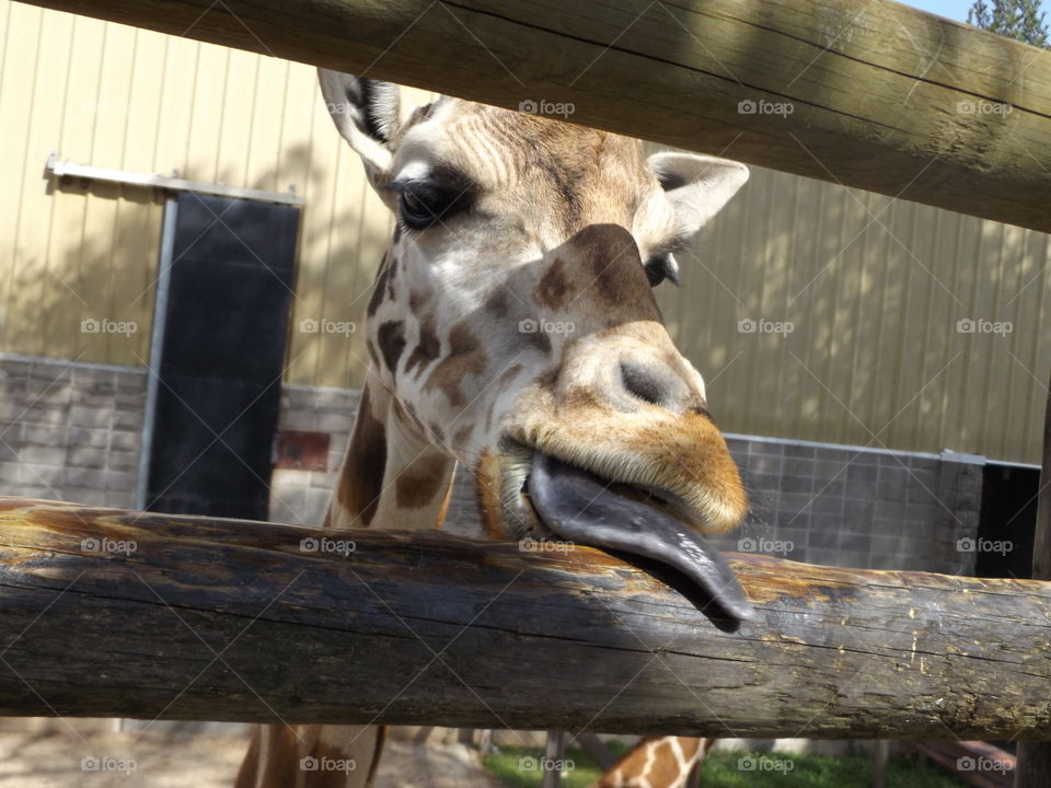 Silly Giraffe at Springfield, Missouri Zoo