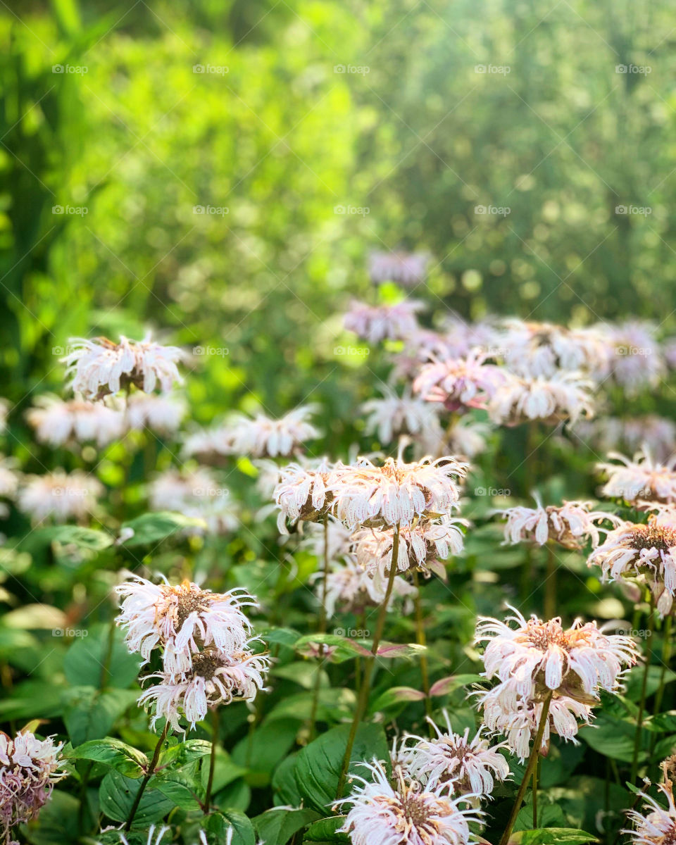 White and green