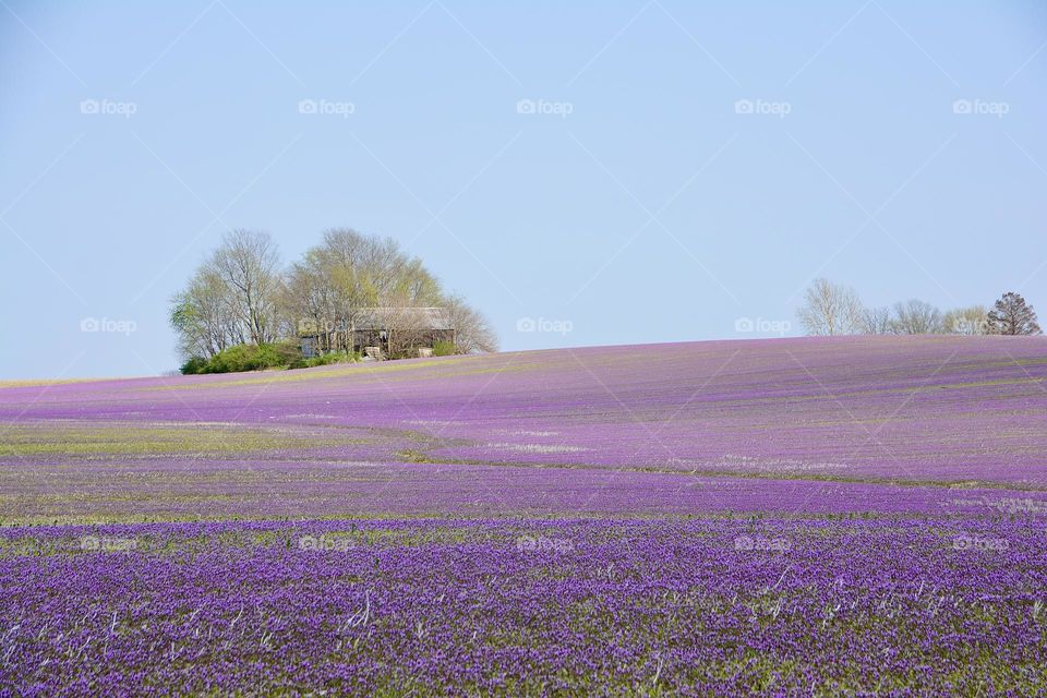 Purple flowers at the field, Belleville Illinois