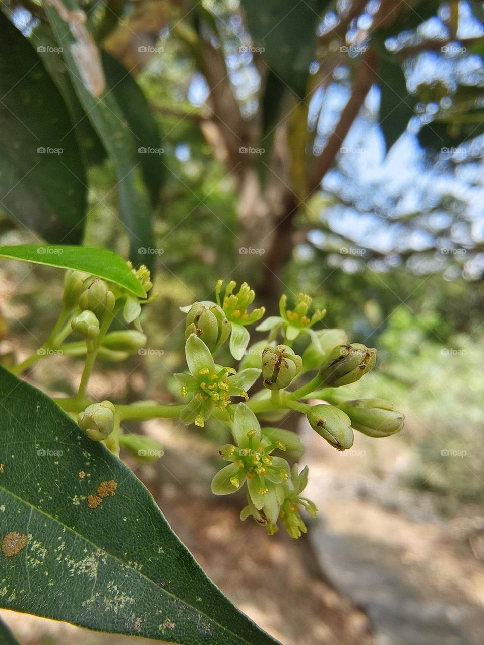 Red Nan, a very common tree species in Taiwan