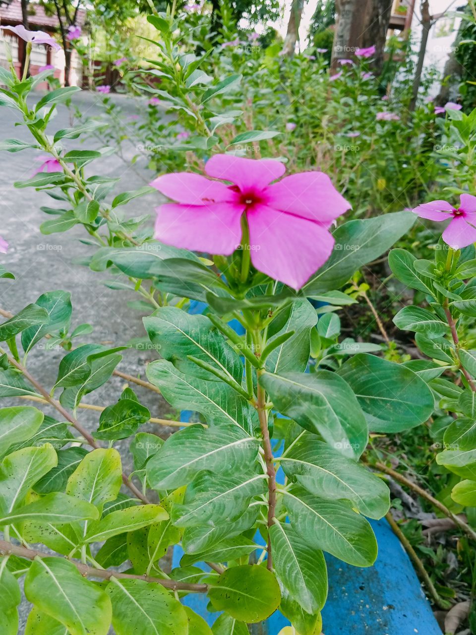 Catharanthus roseus Don pink flower