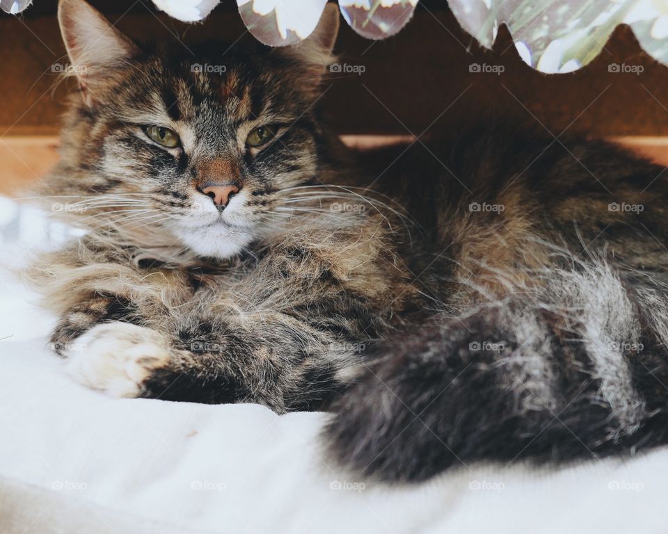 Cat laying under the table