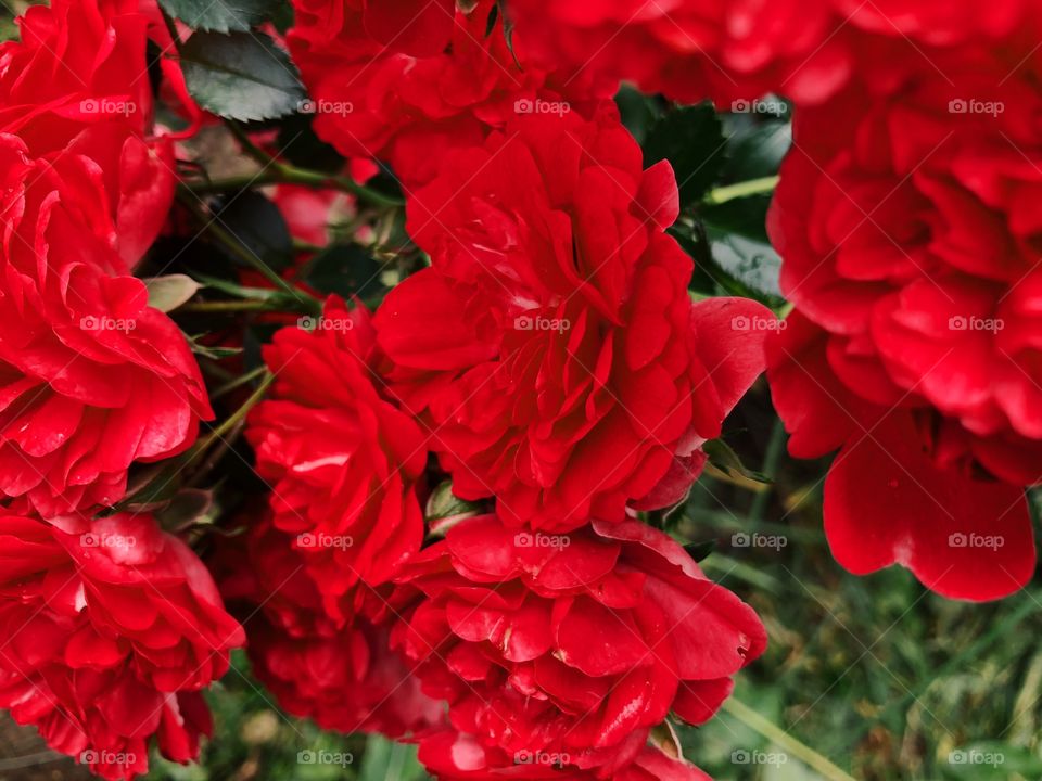 Closeup of beauty red roses