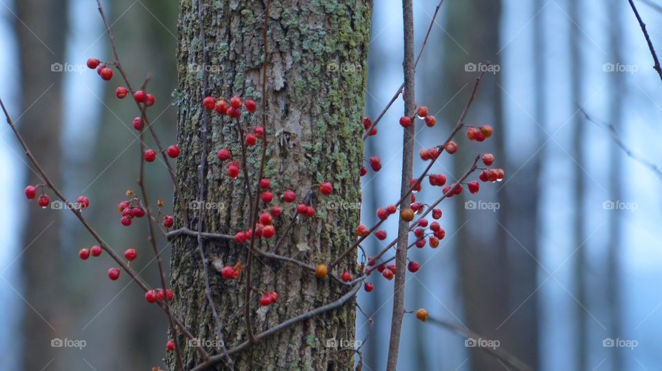 Red berry vine wrapped around tree trunk