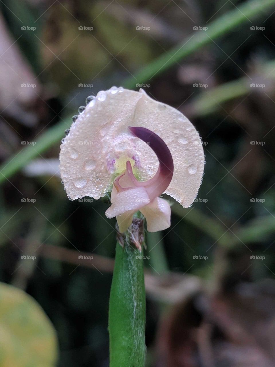 Pale Beige Wildflower
