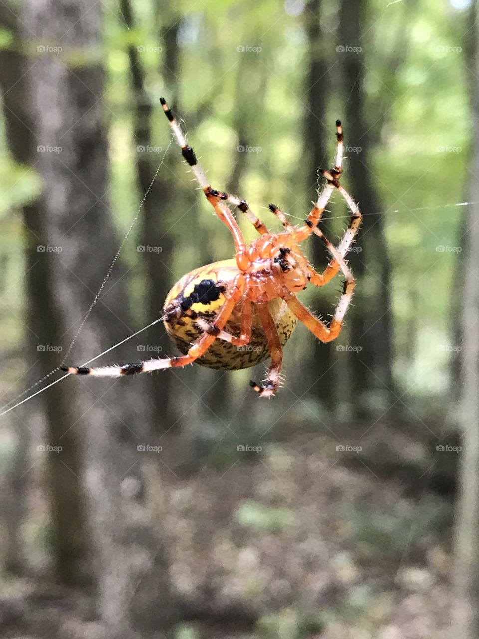 Cone weaver spider weaving its web. 