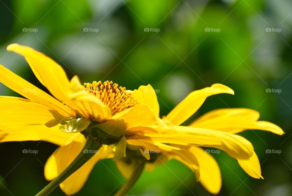 Wild and bright yellow blooms growing wild in the empty lots.