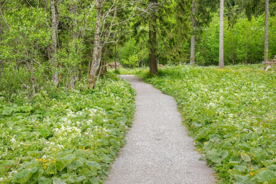 Path through the forest