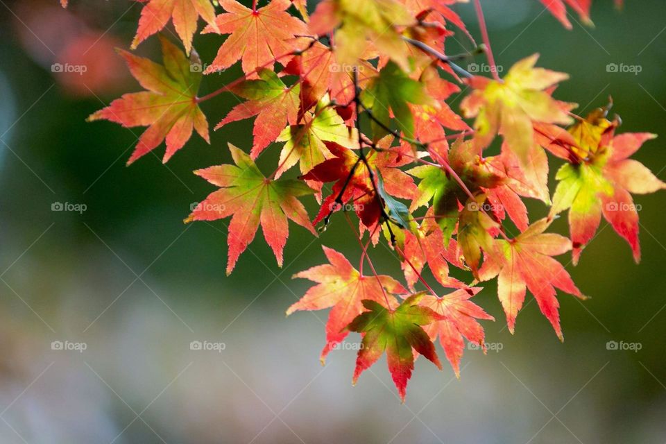 Beautiful maple leaves