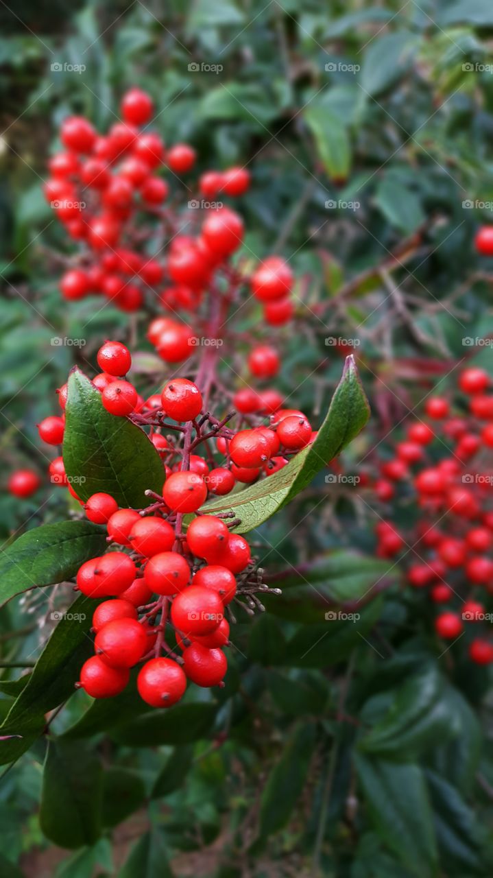 Red berries