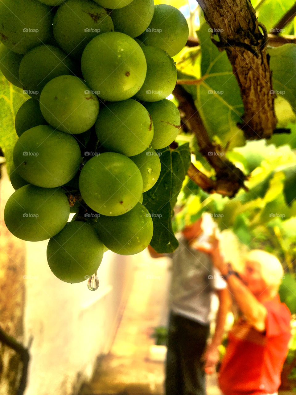 Grapes from my grandmother's garden.