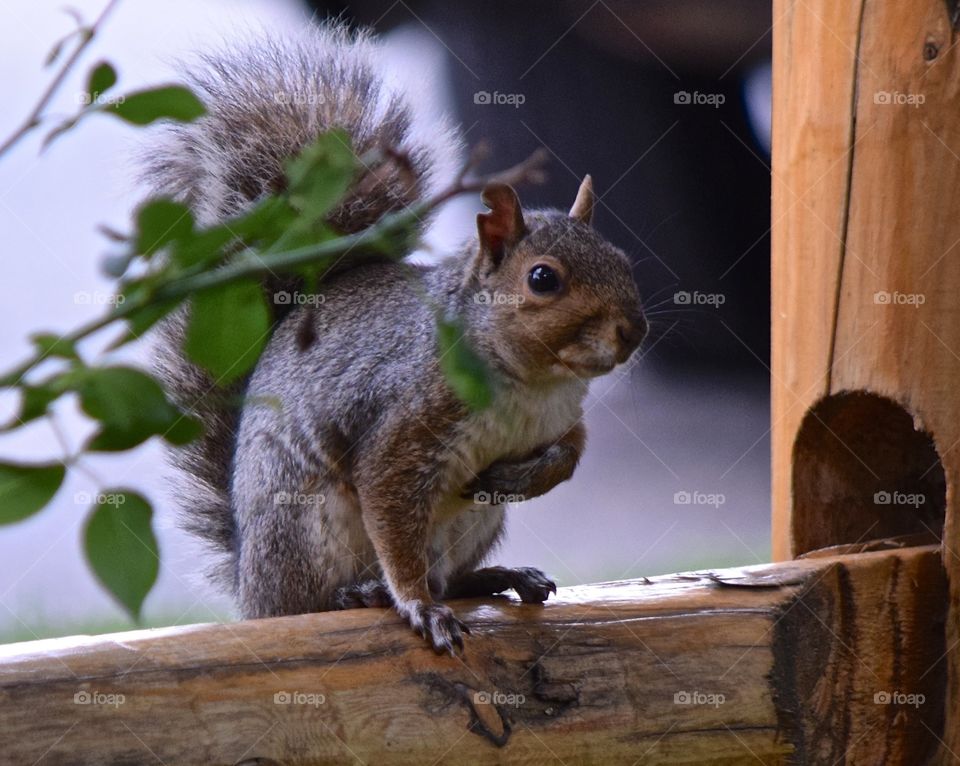 Squirrel holding his chest
