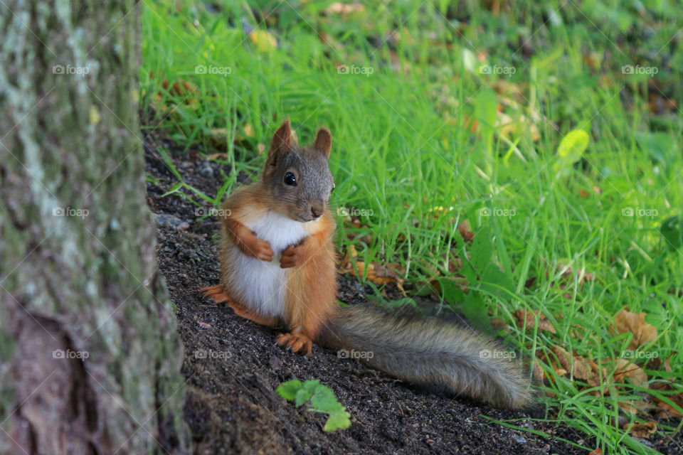 squirrel is standing on hind legs in the woods