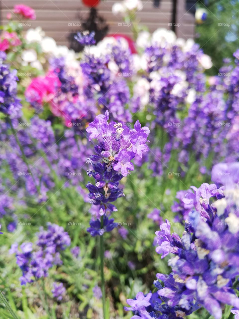 purple variety