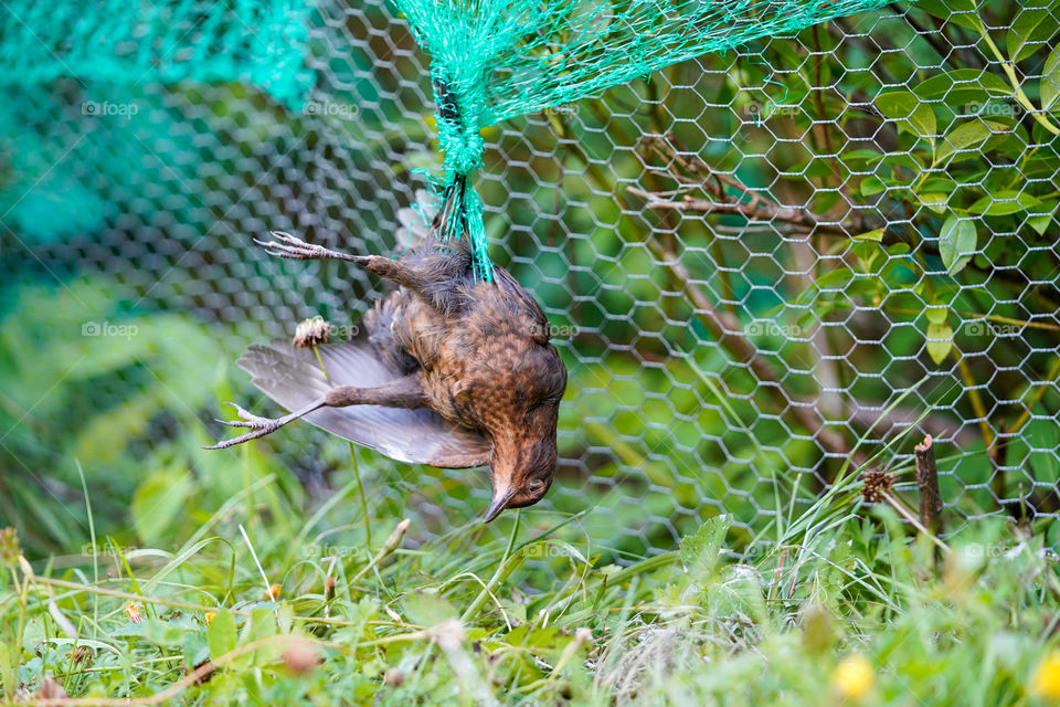 Dead blackbird tangled in the plastic protective net for berries.