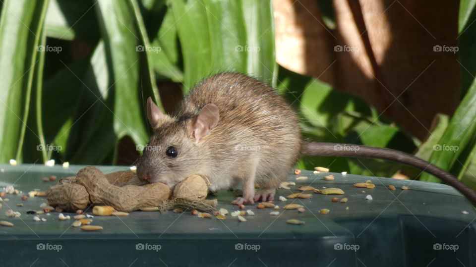 sneaky rat stealing the squirrel food