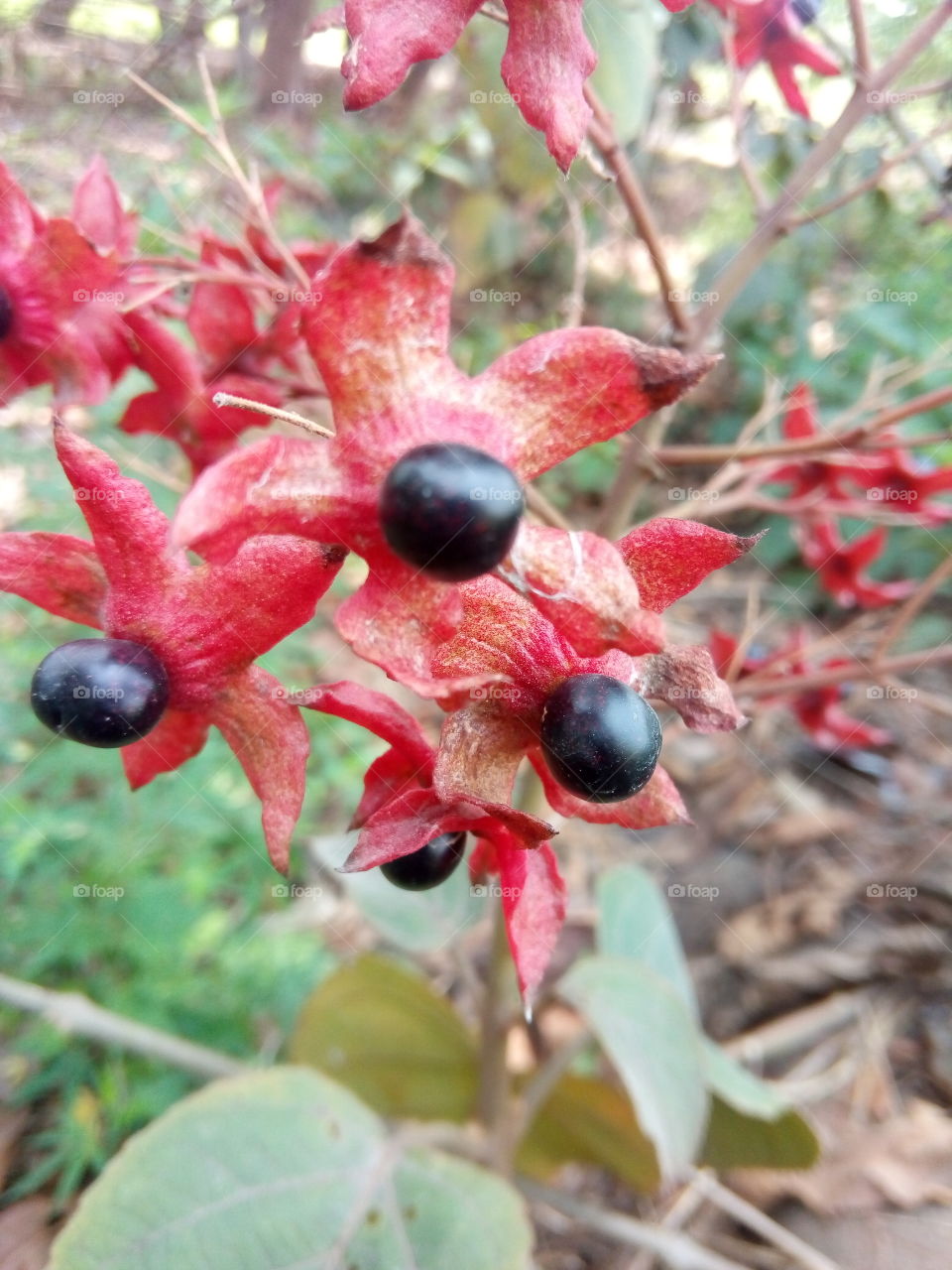 black fruit (lucky)