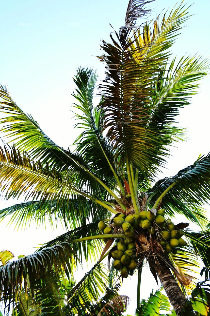 Coconut palm tree. Looking up at a Coconut palm tree with coconuts