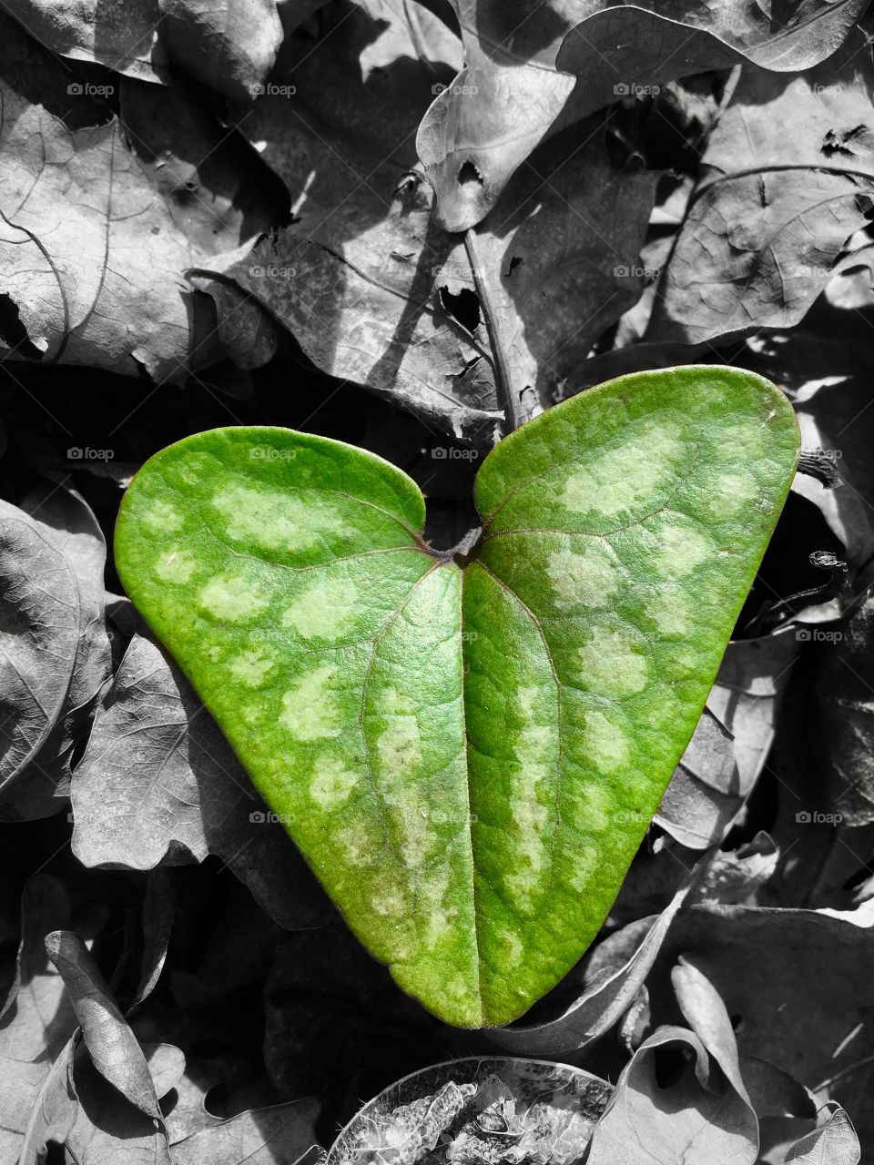 For the love of nature. A color pop edit of a green leaf among the grayscale of the foliage of the forest floor