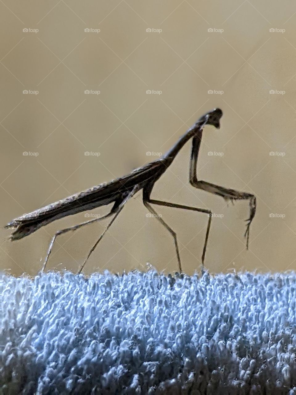 a praying mantis perched on a towel