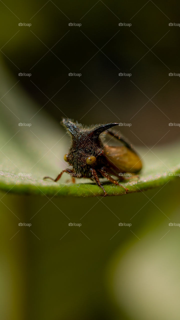 Strange Insect Horned ( Serangga Aneh Bertanduk )