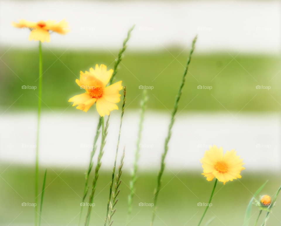 flowers yellow nature family by lightanddrawing