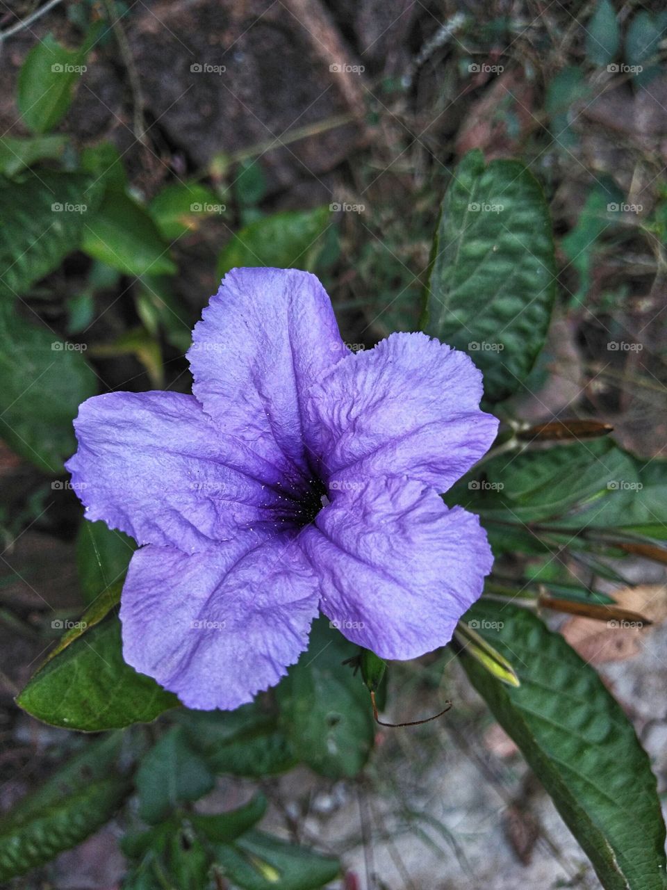 Flower Ruelilia turosa