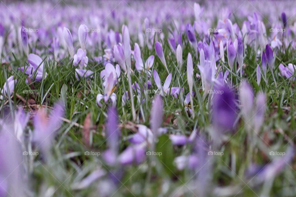 Purple crocus flowers in a meadow with focus on background 