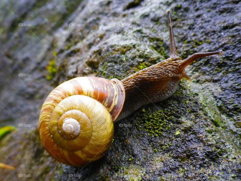 green nature macro close by hugo