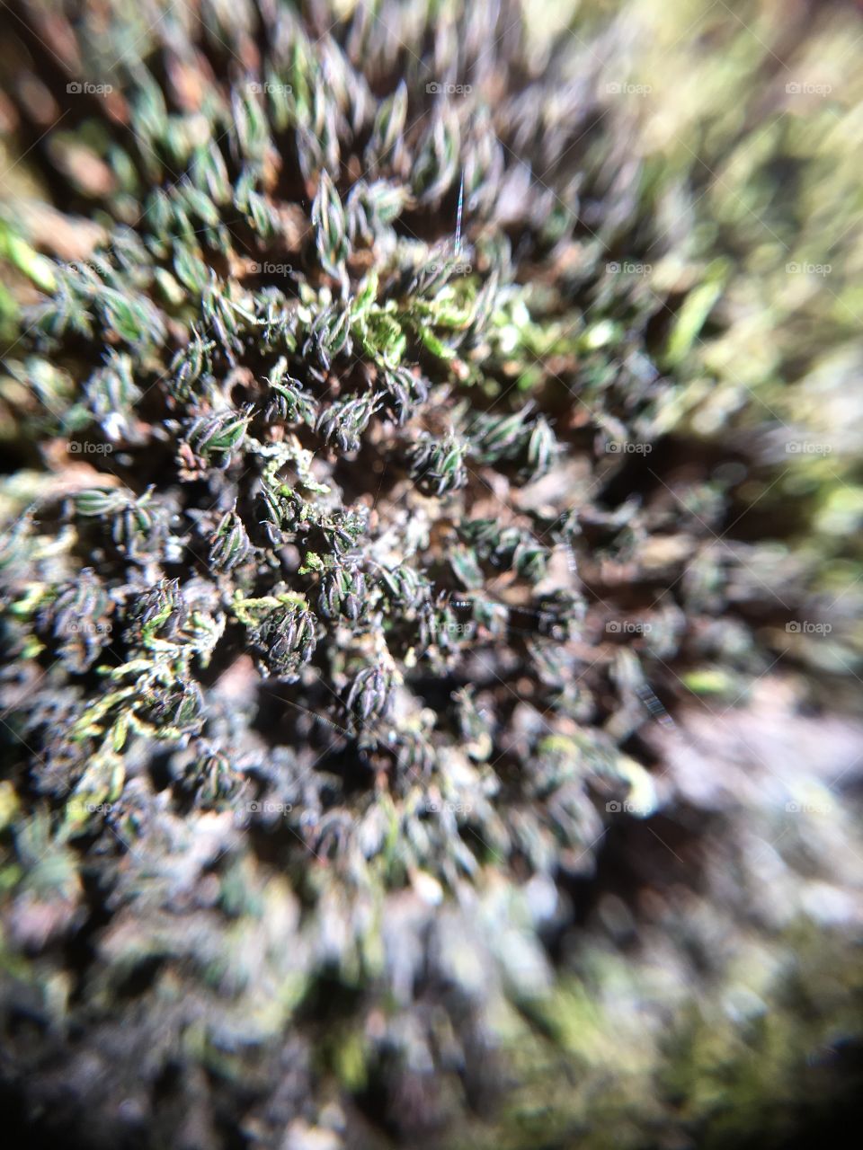 Tree moss up close 