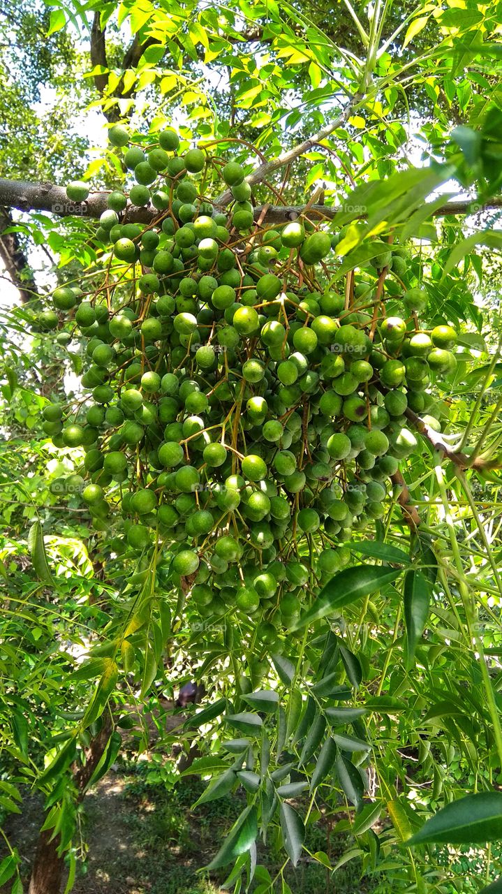 they are fruits of bakain tree in india
