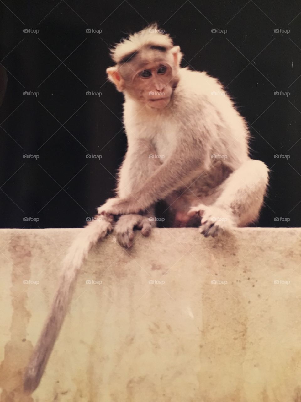 Monkey in India