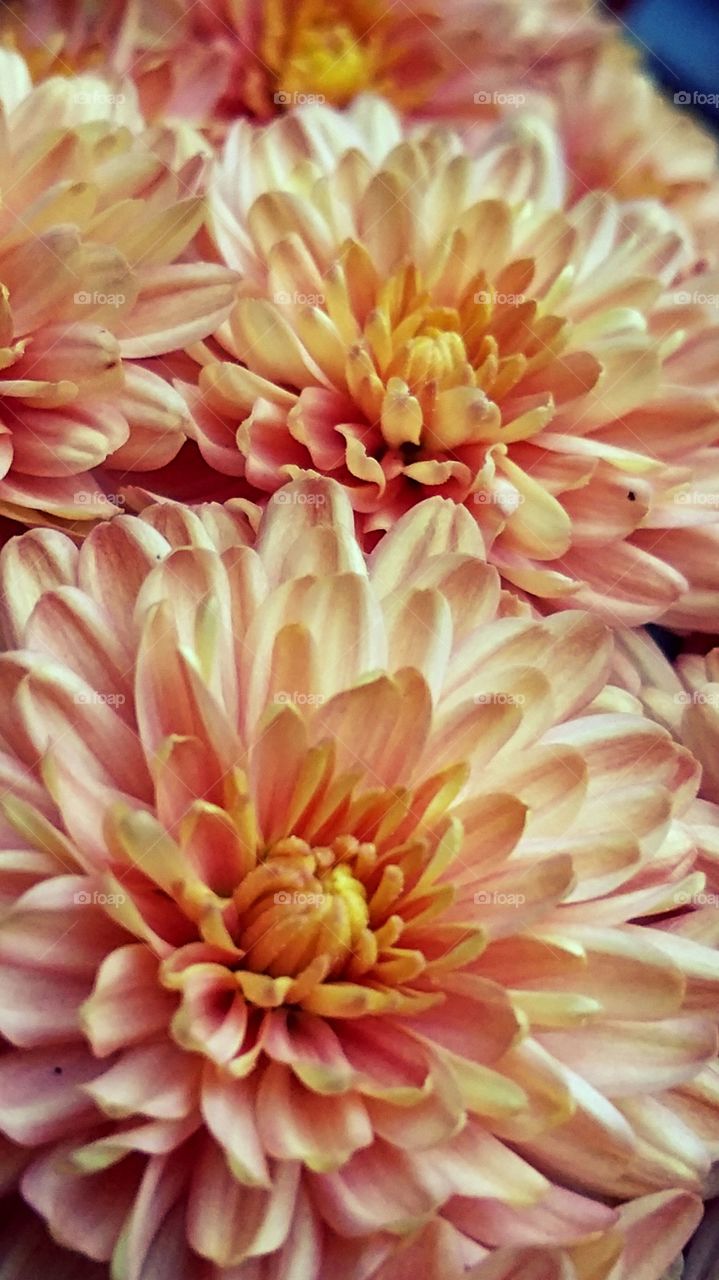 Peach Mum's