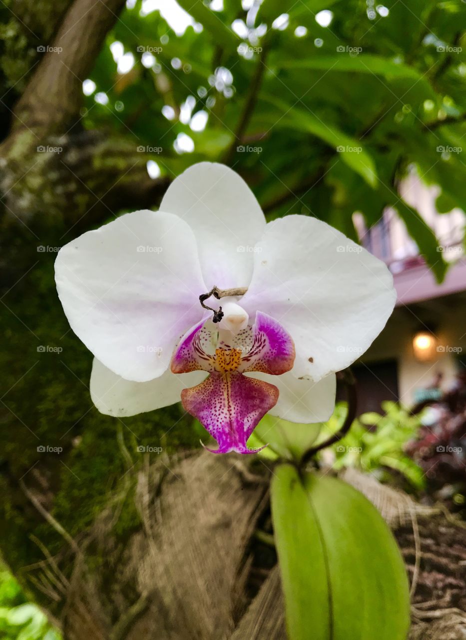 Purple and white Hawaiian flower 